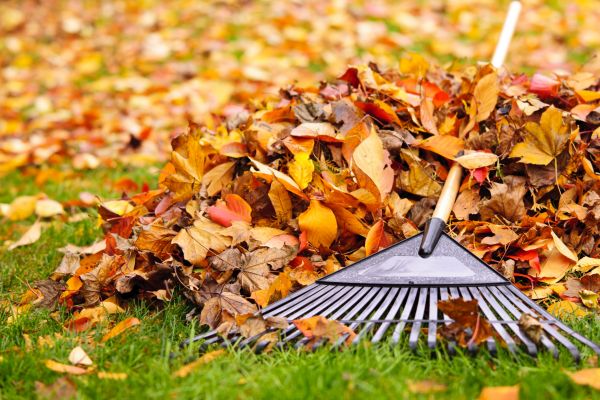 Cost of Leaves Removal in Yuba City
