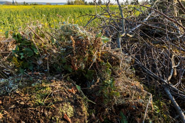 Cost of Brush Disposal in Yuba City