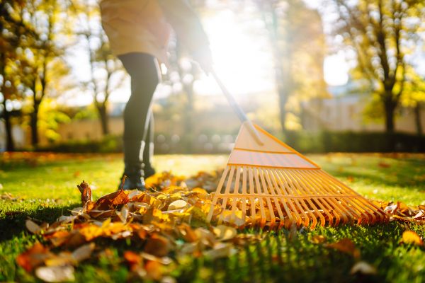 Cost of Leaves Raking in Yuba City