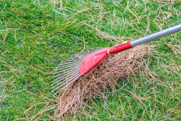 Cost of Yard Raking in Yuba City