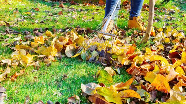 Cost of Lawn Cleanup Service in Yuba City