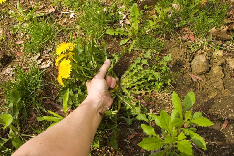 Garden Deweeding detail